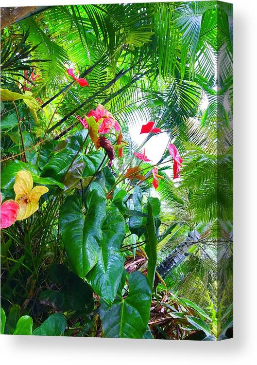 #flowersofaloha #flowers # Flowerpower #aloha #hawaii #aloha #puna #pahoa #thebigisland #anthuriums #ferns Canvas Print featuring the photograph Robins Garden with Anthuriums and Ferns by Joalene Young