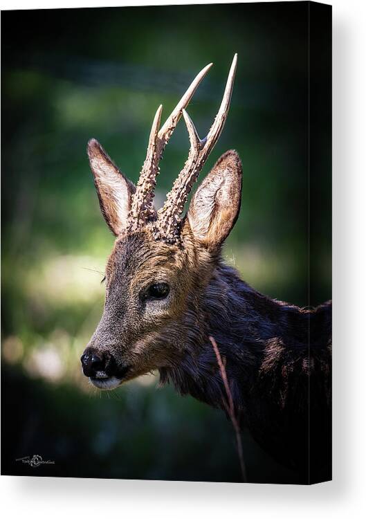 Roebuck's Profile Canvas Print featuring the photograph Roebuck's Profile by Torbjorn Swenelius