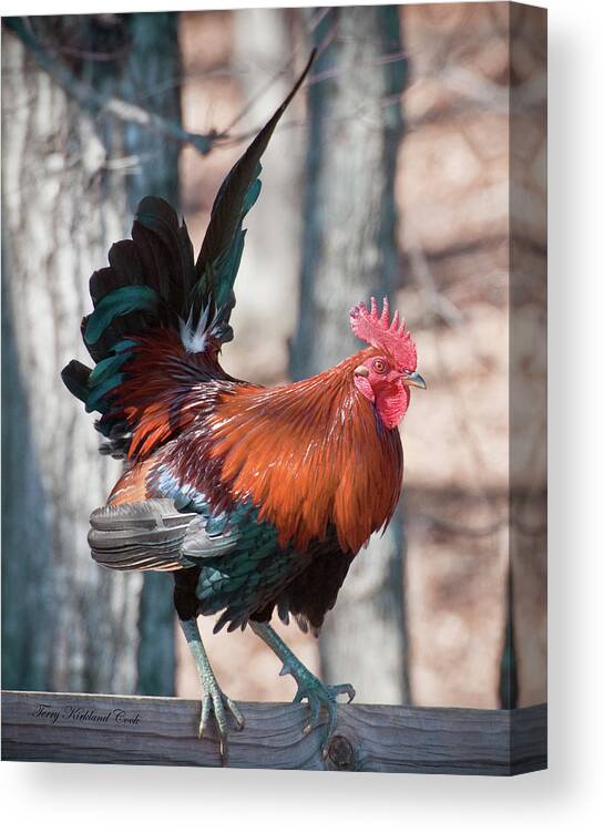 Rooster Canvas Print featuring the photograph Rooster Red by Terry Kirkland Cook
