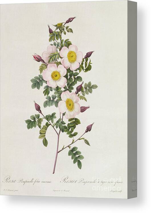 Rosa Canvas Print featuring the drawing Rosa Pimpinelli Folia Inermis by Pierre Joseph Redoute