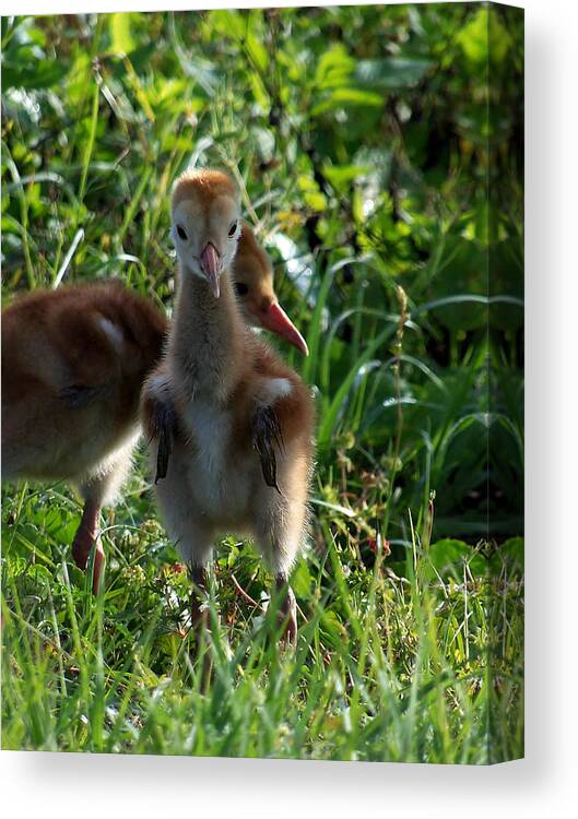 Animals Canvas Print featuring the photograph Sandhill Crane Chick 086 by Christopher Mercer