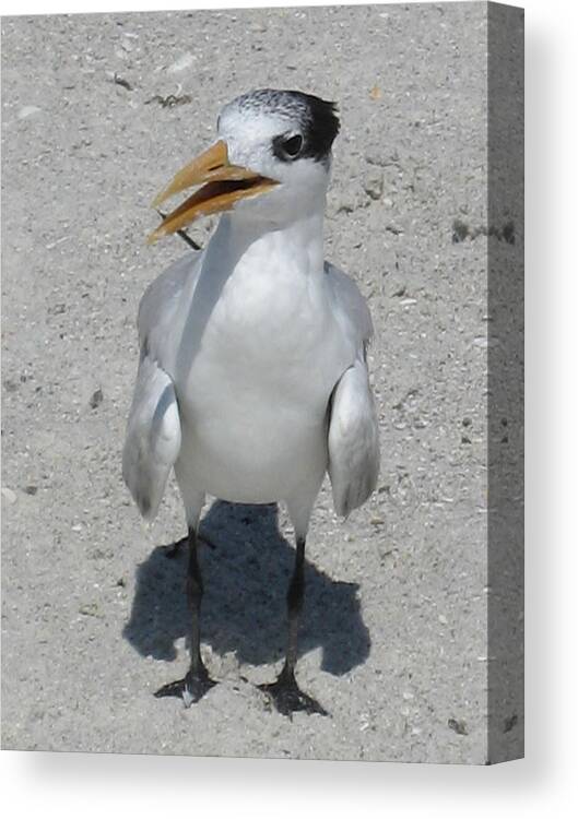 Seagull Canvas Print featuring the photograph Seagull 2 by Brenda Berdnik