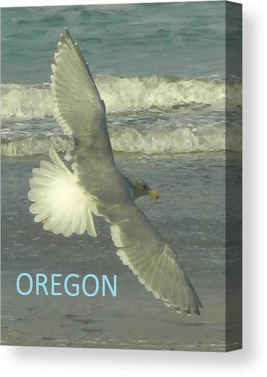 Seagull Canvas Print featuring the photograph Seagull Beauty by Gallery Of Hope 