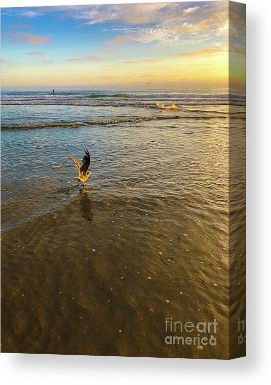 Seagull Canvas Print featuring the photograph Seagull taking flight by Dina Calvarese