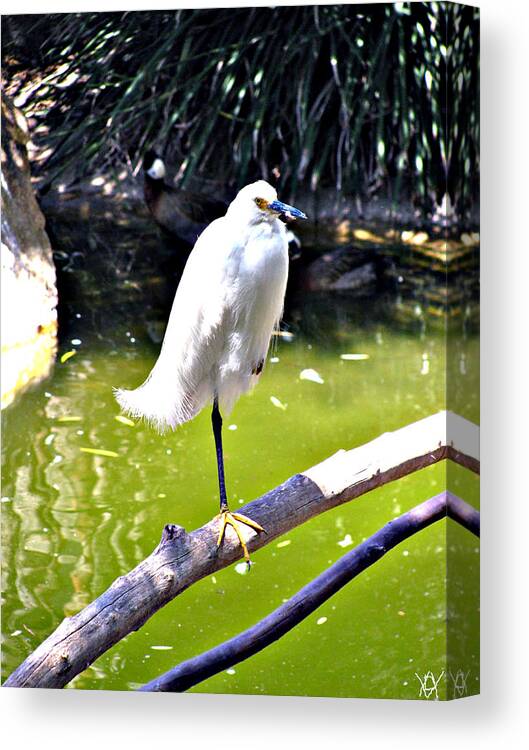 See Blance Canvas Print featuring the photograph See Balance by Debra   Vatalaro