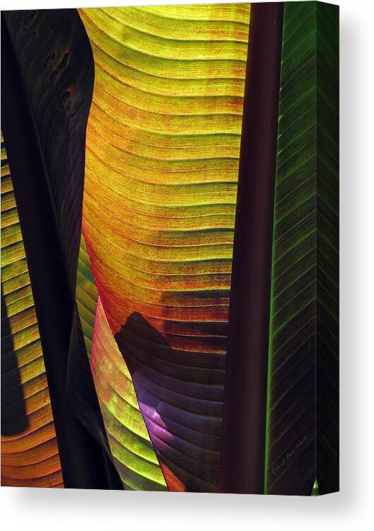 Leaf Canvas Print featuring the photograph Shade by Deborah Crew-Johnson