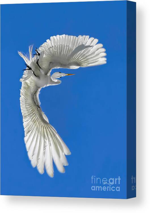 Audubon Canvas Print featuring the photograph Shadow on a Wing by Jennie Breeze