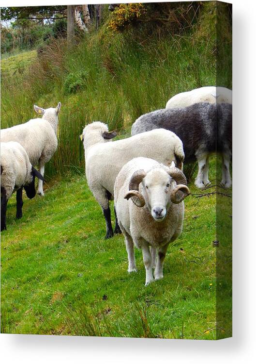 Ireland Canvas Print featuring the photograph Sheep with culed horns by Sue Morris