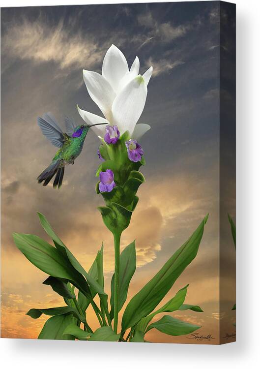 Flower Canvas Print featuring the digital art Siam Sparkling Curcuma and Hummingbird by M Spadecaller