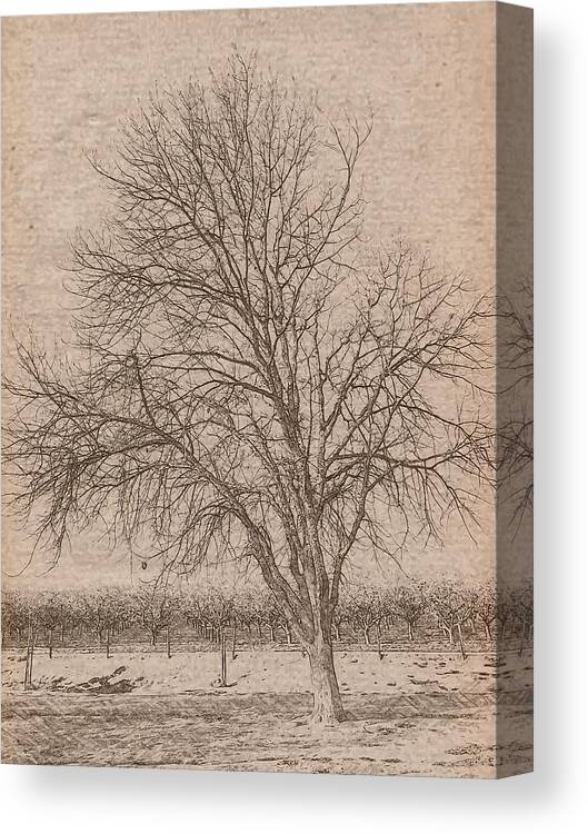 Winter Canvas Print featuring the photograph The Tree by Jonathan Nguyen