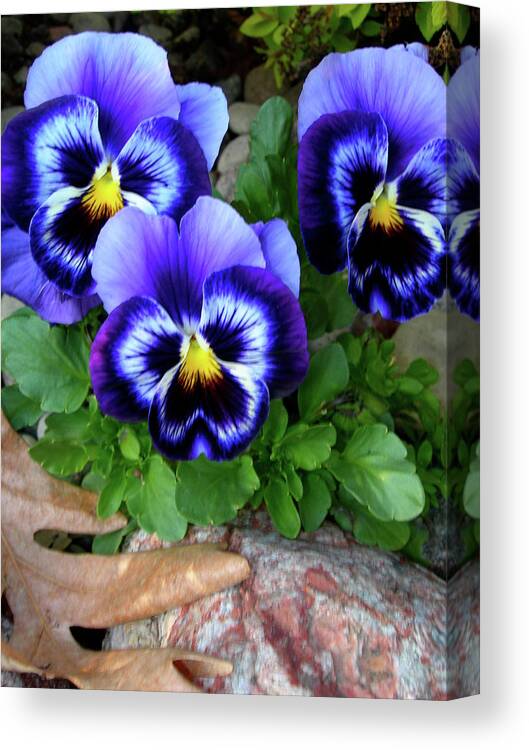 Pansies Canvas Print featuring the photograph Smiling Faces of Spring by Randy Rosenberger
