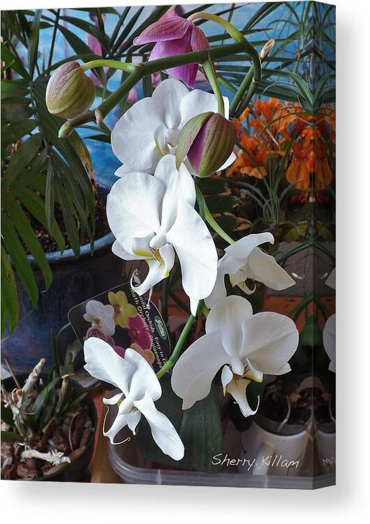 Orchids Canvas Print featuring the photograph Sneaky Orchids by Sherry Killam