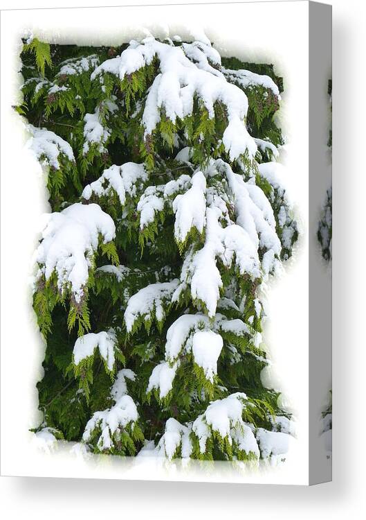 Snowy Cedar Boughs Canvas Print featuring the photograph Snowy Cedar Boughs by Will Borden