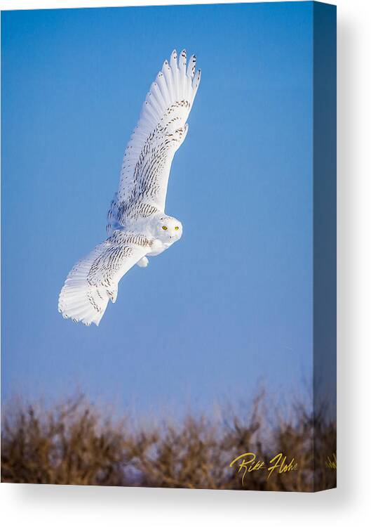 Animals Canvas Print featuring the photograph Snowy Owl Banking by Rikk Flohr