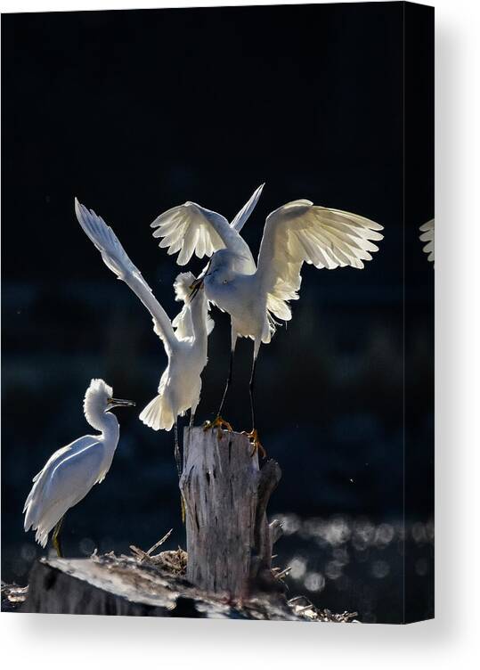 Snowy White Egret Canvas Print featuring the photograph Snowy White Egrets 2 by Rick Mosher