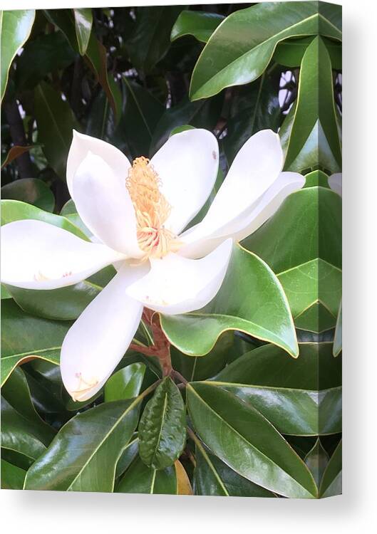 Magnolia Canvas Print featuring the photograph Soft Magnolia by Pamela Henry