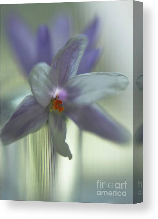 Flora Canvas Print featuring the photograph Soft Spring Light 3 by Jill Greenaway