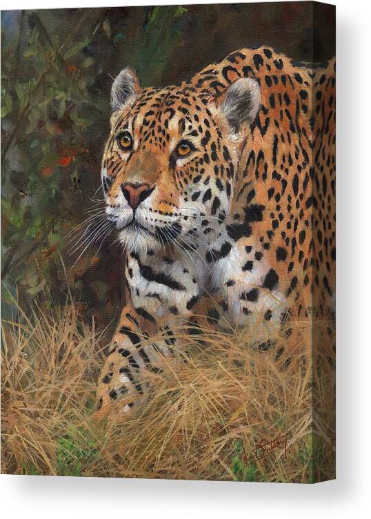 Jaguar Canvas Print featuring the painting South American Jaguar Big Cat by David Stribbling
