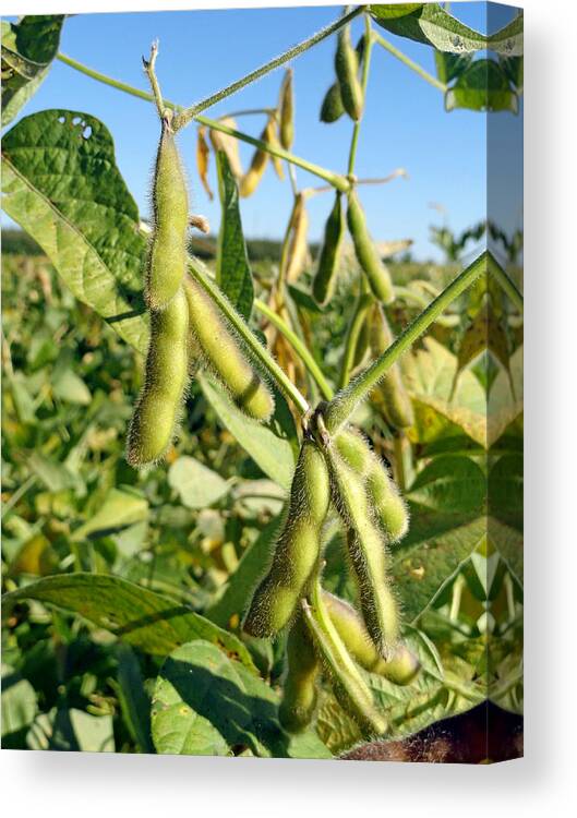 Soybeans Canvas Print featuring the photograph Soybeans in Autumn by Robert Meyers-Lussier