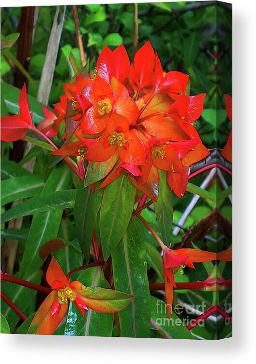 Euphorbia Canvas Print featuring the photograph Spectacular Orange Euphorbia or Spurge by Brenda Kean
