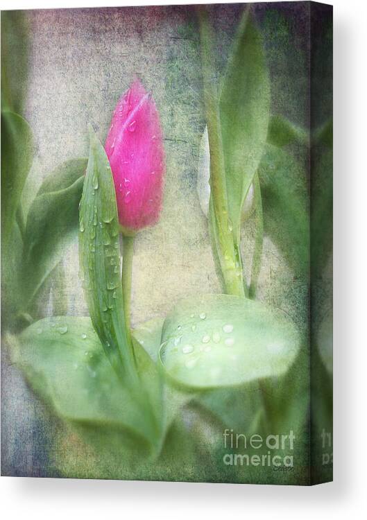 Flower Canvas Print featuring the photograph Spring Bath by Eena Bo