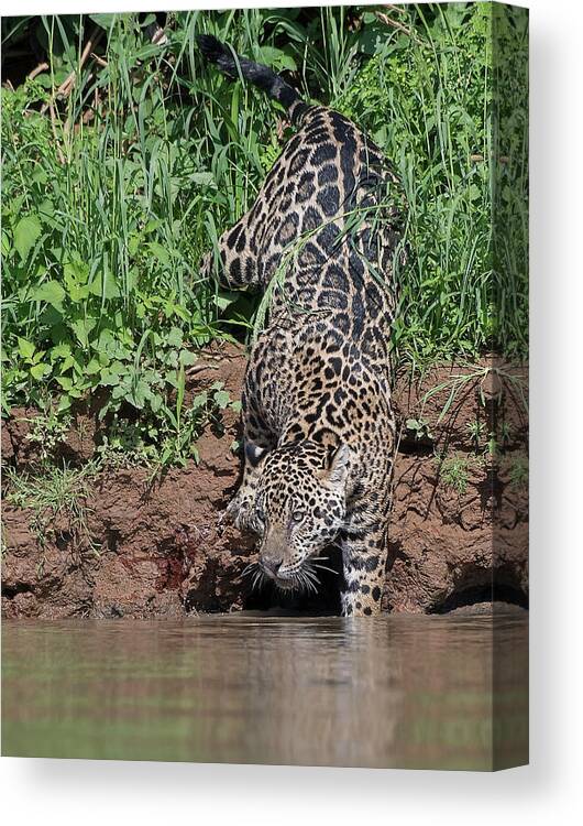 Jaguar Canvas Print featuring the photograph Stalking Jaguar by Wade Aiken