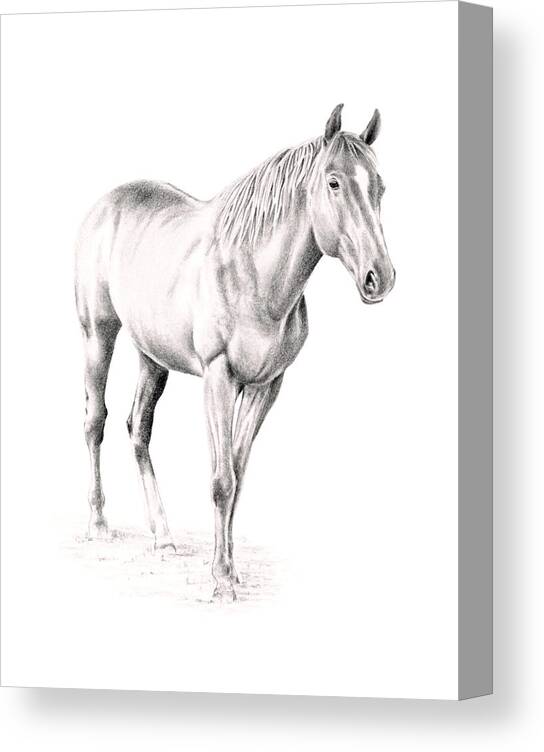 Horse Canvas Print featuring the drawing Standing Racehorse by Elizabeth Lock