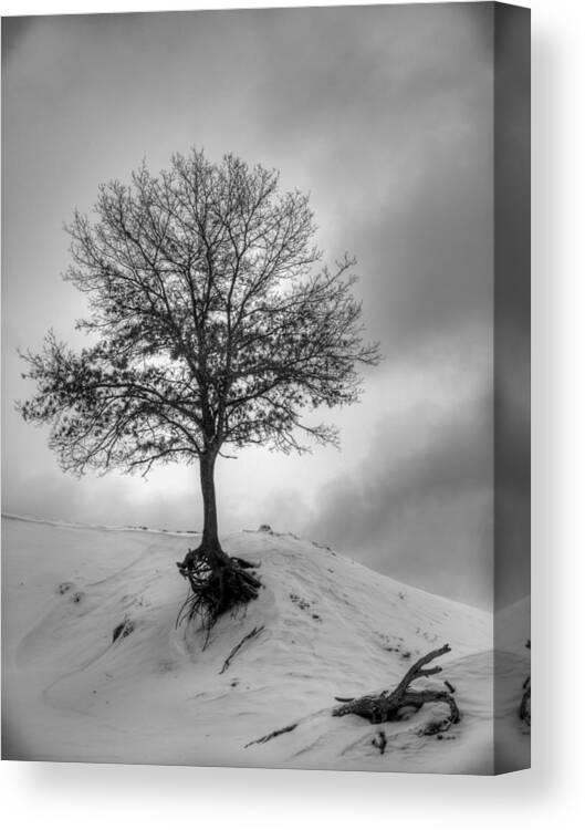 Tree Canvas Print featuring the photograph Strength and Hope 2011 by Thomas Young