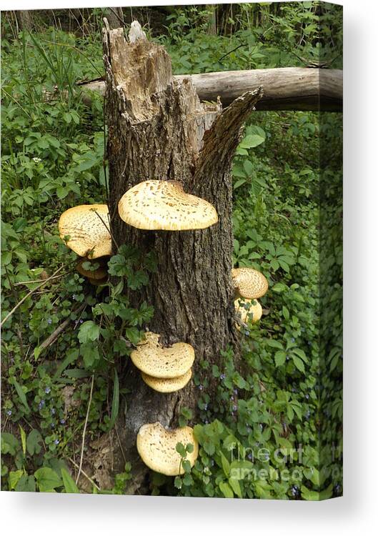 Nature Canvas Print featuring the photograph Stump with Mushrooms by Erick Schmidt