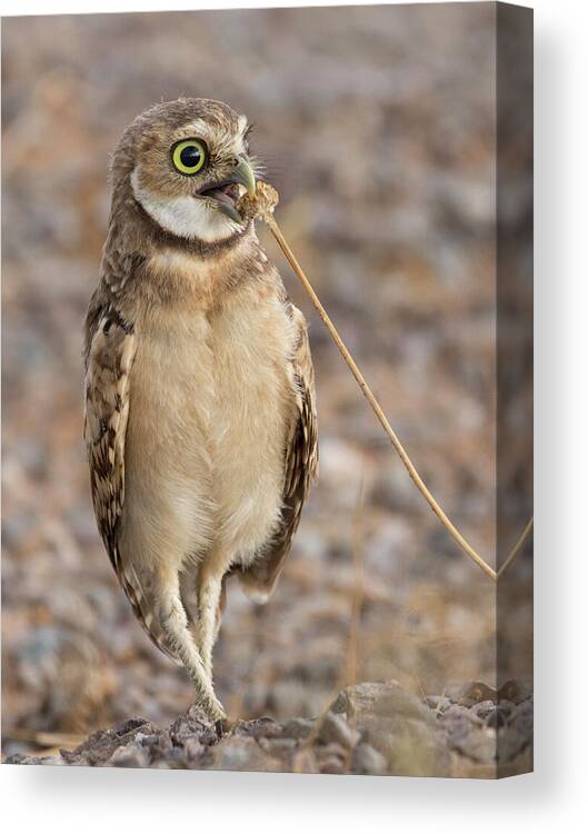 Owl Canvas Print featuring the photograph Summer Snack by Sue Cullumber