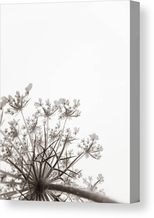 Queen Anne's Lace Canvas Print featuring the photograph Summer Snow II by Holly Ross
