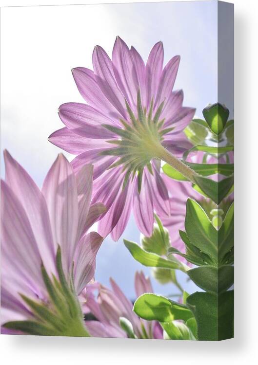Cape Daisy Canvas Print featuring the photograph Sunburst Osteospermum by Richard Brookes