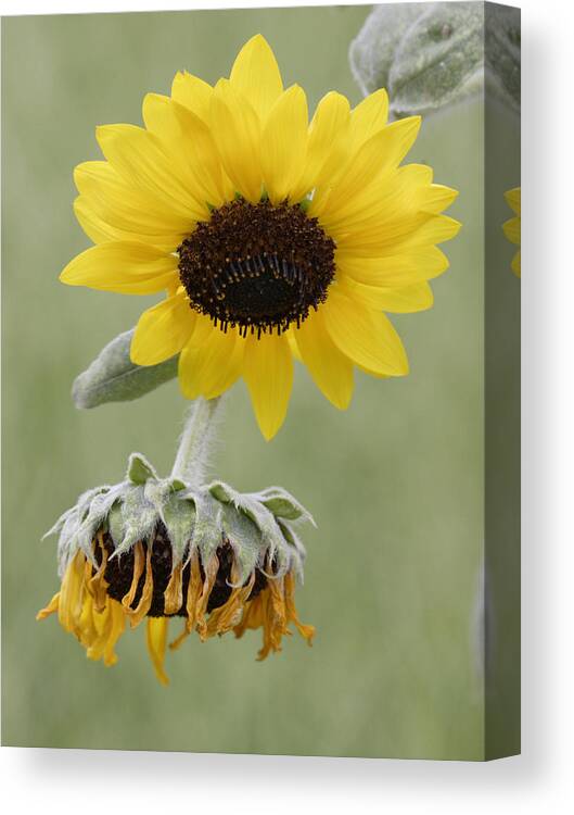 Flower Canvas Print featuring the photograph Sunflower by Masami Iida