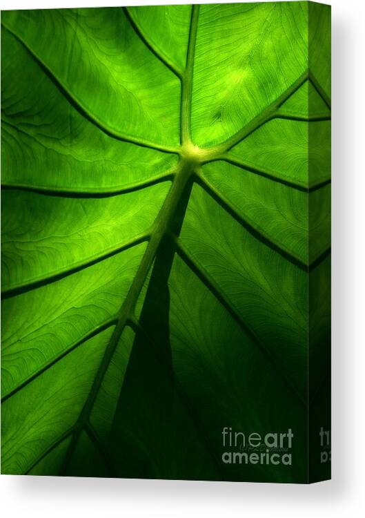 Green Canvas Print featuring the photograph Sunglow Green Leaf by Pat Davidson