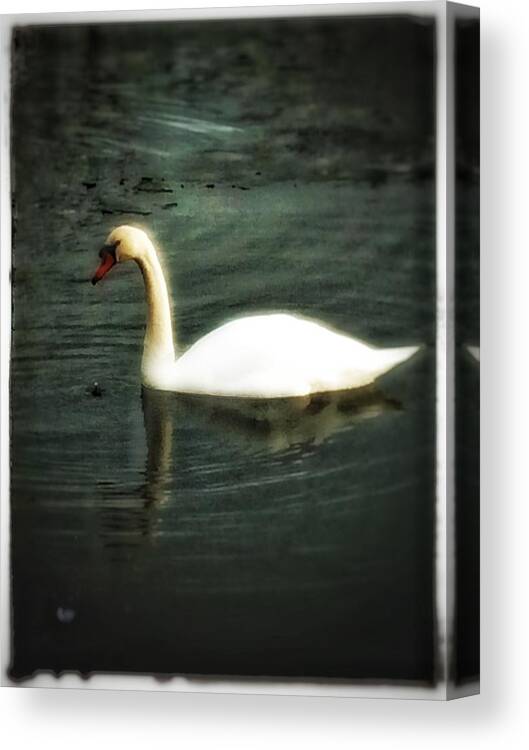 Swan Canvas Print featuring the photograph Swan by Christine Paris