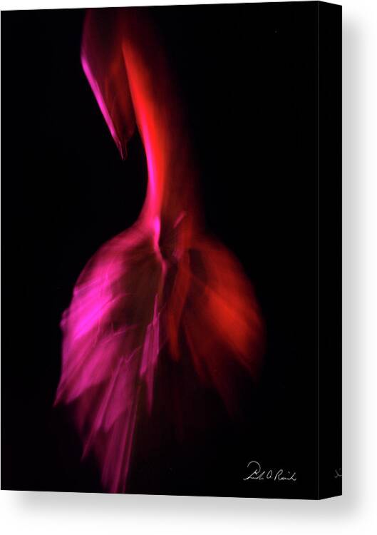 Color Canvas Print featuring the photograph Swan Feather by Frederic A Reinecke