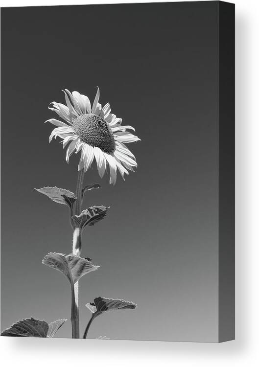Sunflower Canvas Print featuring the photograph Tall Sunflower B W by Connor Beekman