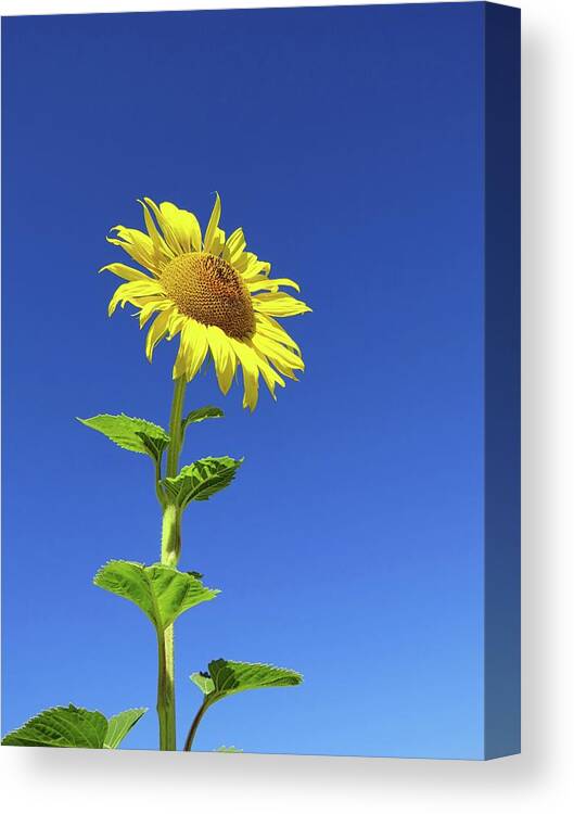 Sunflower Canvas Print featuring the photograph Tall Sunflower by Connor Beekman