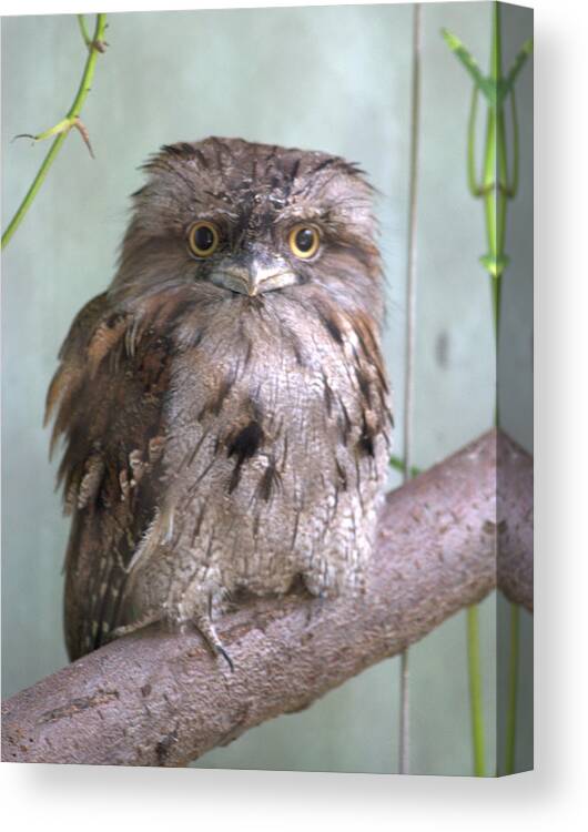 Bird Canvas Print featuring the photograph Tawny Frogmouth Podargus strigoides by Nathan Abbott