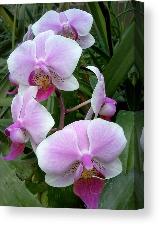 Floral Canvas Print featuring the photograph Tender Love by Pamela Henry