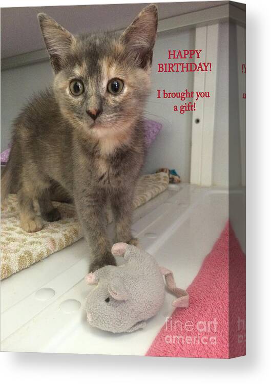 Domestic Cat Canvas Print featuring the photograph The Birthday Gift by Diane Macdonald