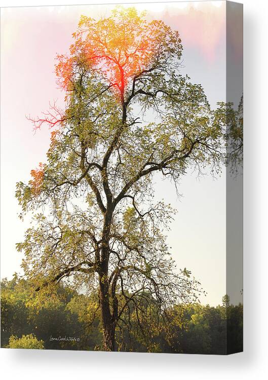 Landscape Canvas Print featuring the photograph The Burning Tree by Lena Wilhite