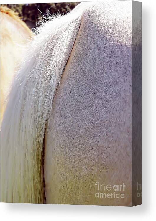 Horse Canvas Print featuring the photograph The End by D Hackett