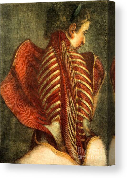 Anatomy Canvas Print featuring the photograph The Flayed Angel by Science Source
