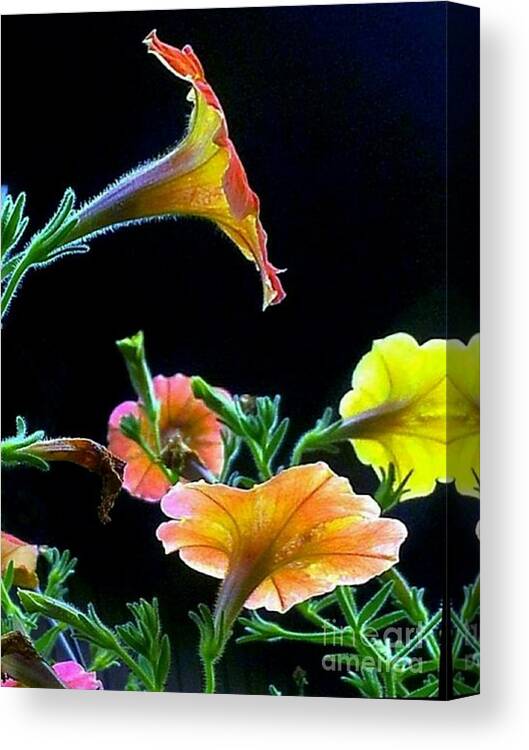 Flowers Canvas Print featuring the photograph The Profile by Dani McEvoy