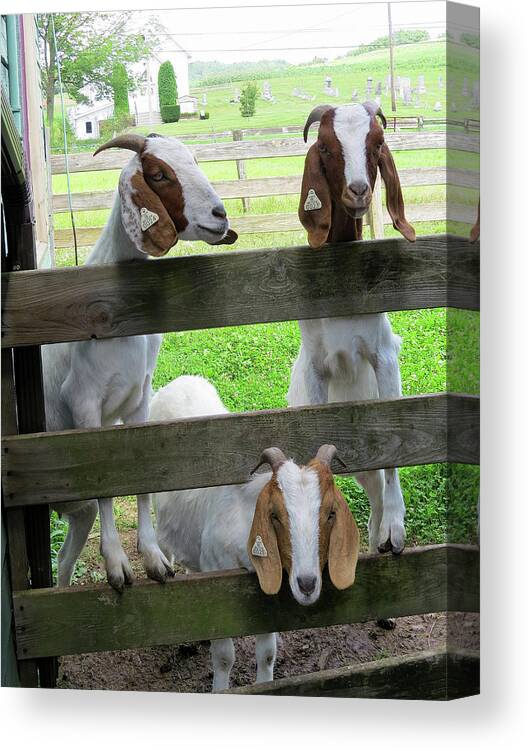 Goats Canvas Print featuring the photograph The Real Three Billy Goats Gruff by Linda Stern