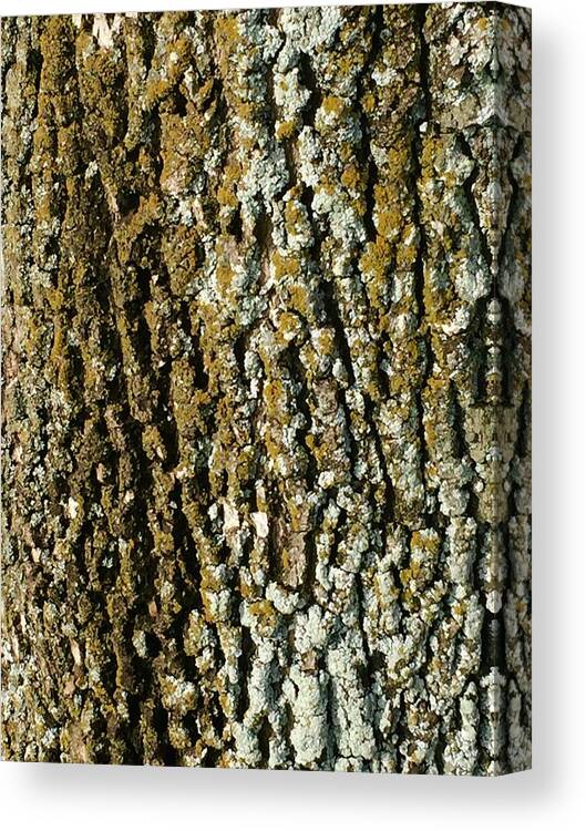 Nature Canvas Print featuring the photograph The Texture is in the Trees2 by Etta Harris