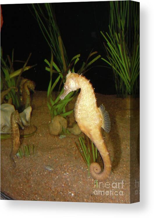 Sea Horses Canvas Print featuring the photograph There You Are by Joy Tudor