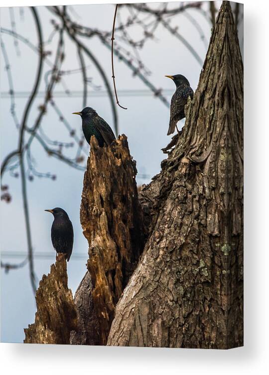 European Starlings Canvas Print featuring the photograph These Three Starlings by Holden The Moment