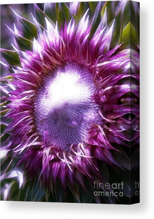 Thistle Radiance Canvas Print featuring the photograph Thistle Radiance by Maria Urso